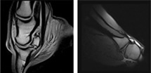 Examples of the type of scan possible with the Vet-MR Grande XL